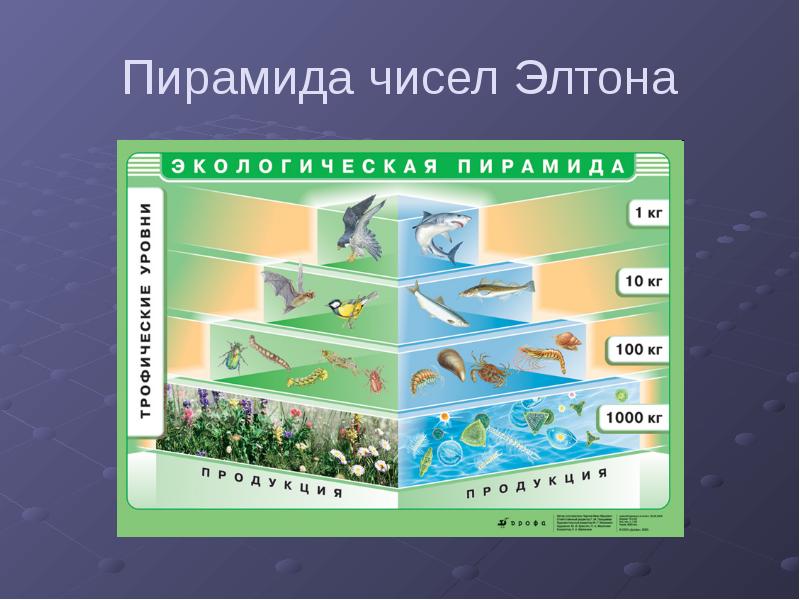 Изобразите в виде рисунков примеры экологических пирамид для экосистем суши и водоема