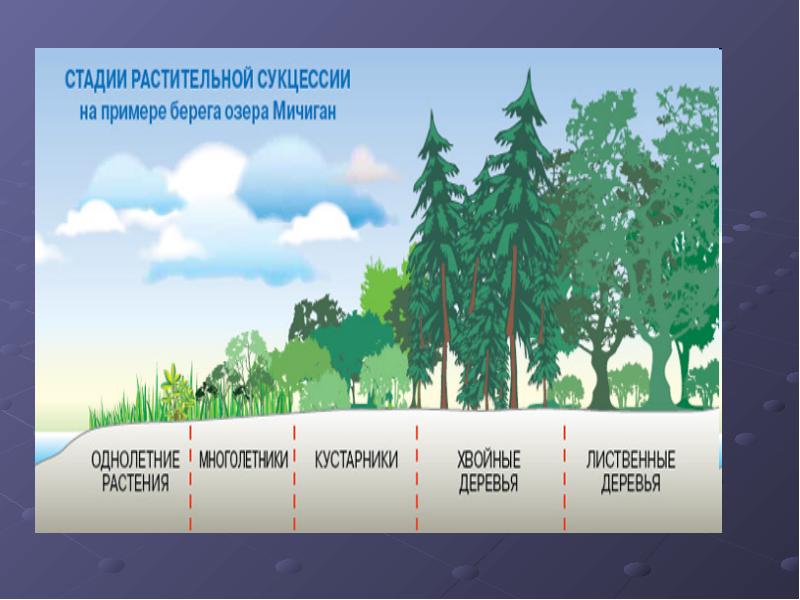 Саморазвитие экосистем сукцессии презентация