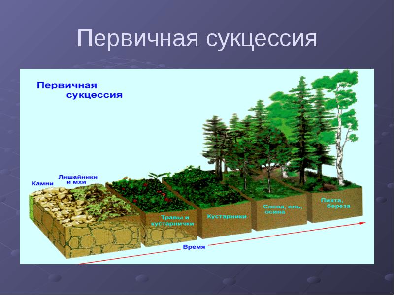 Первичная и вторичная сукцессия презентация - 93 фото