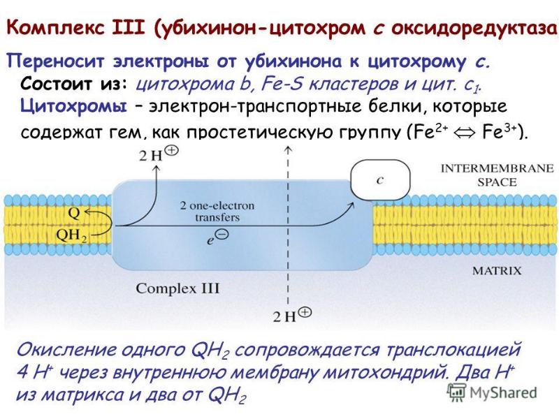 Окислительное фосфорилирование презентация