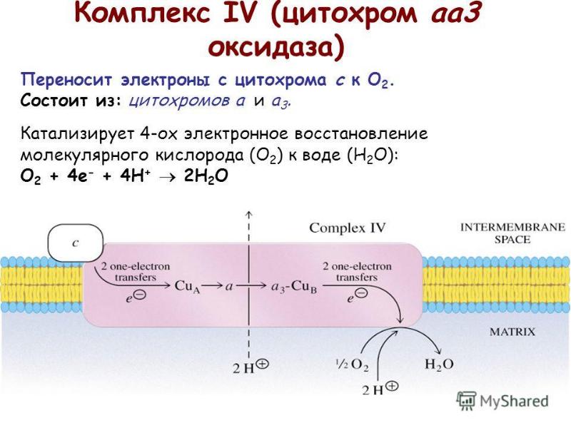 Окислительное фосфорилирование презентация