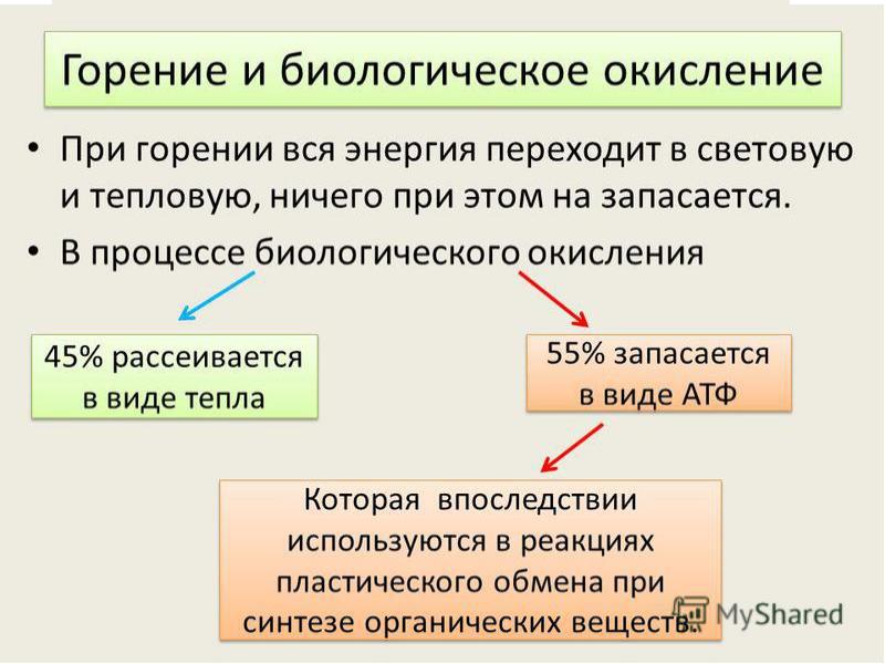 Биологическое окисление презентация