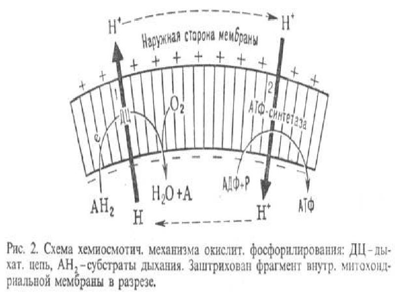 Окислительное фосфорилирование презентация