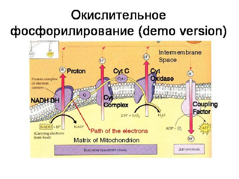 Окислительное фосфорилирование презентация