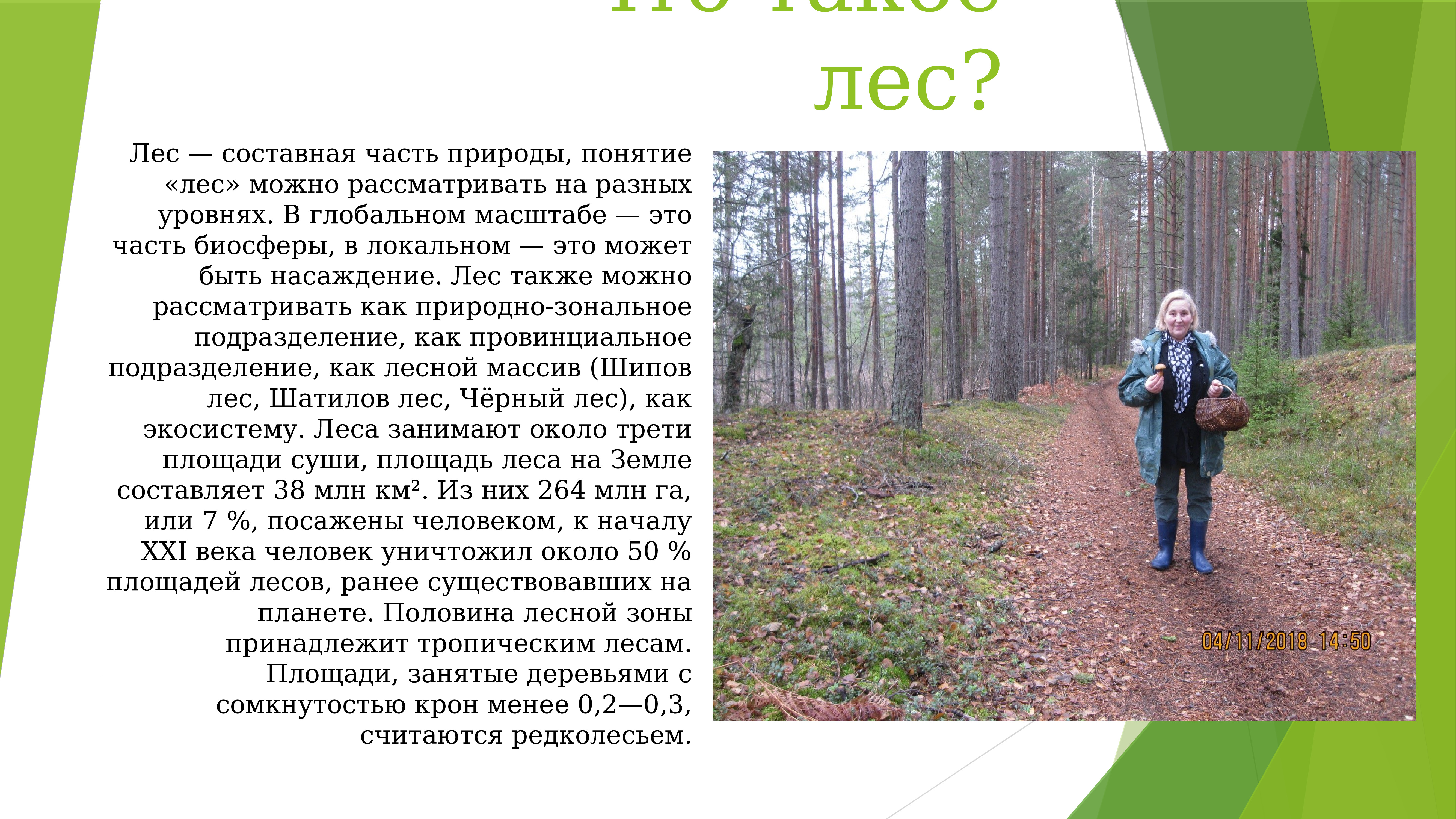 В каком лесу можно. Понятие лес. Лес понятие для детей. Информация о лесе. Лес и его составные части.