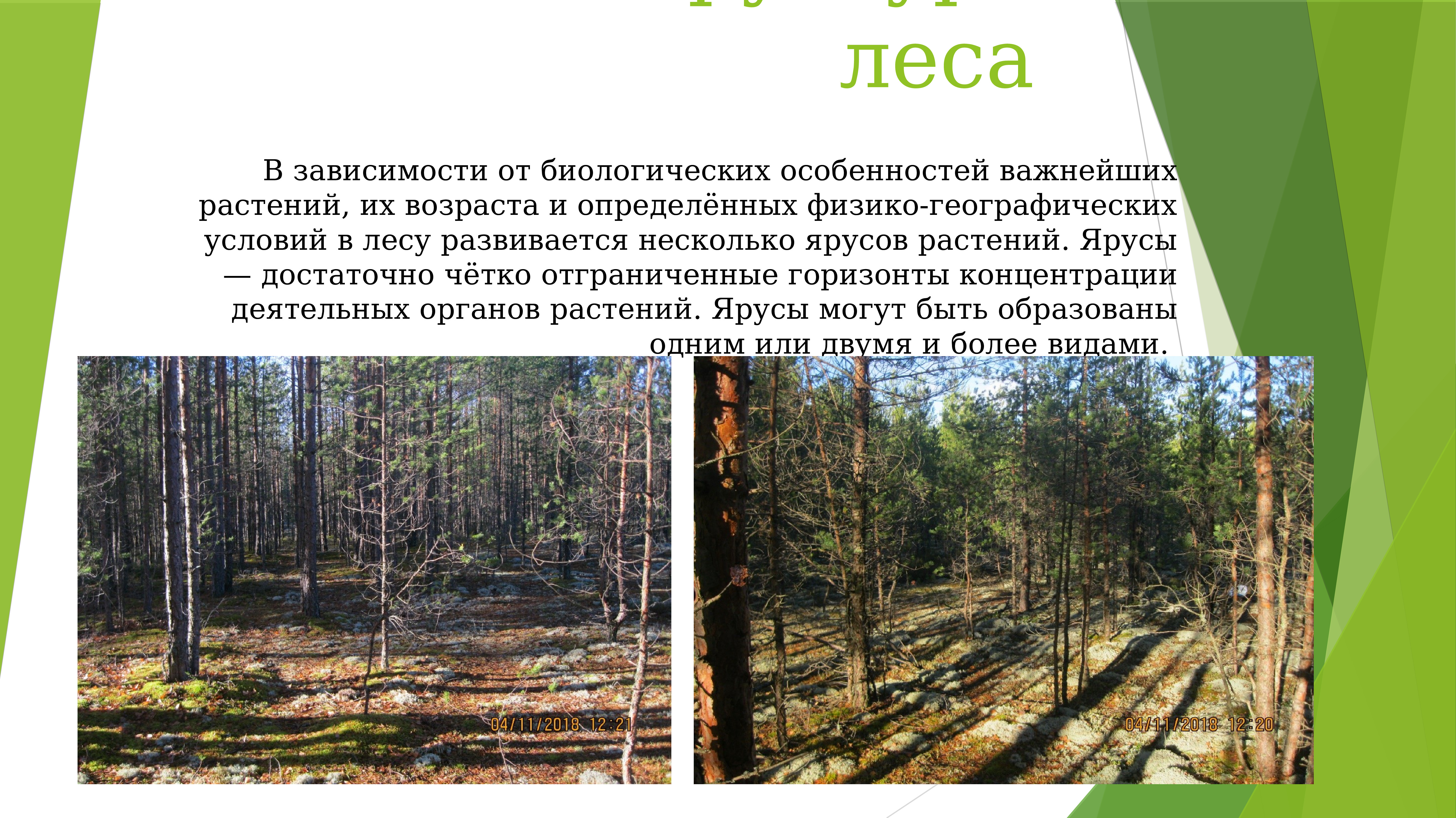 Лес структура леса