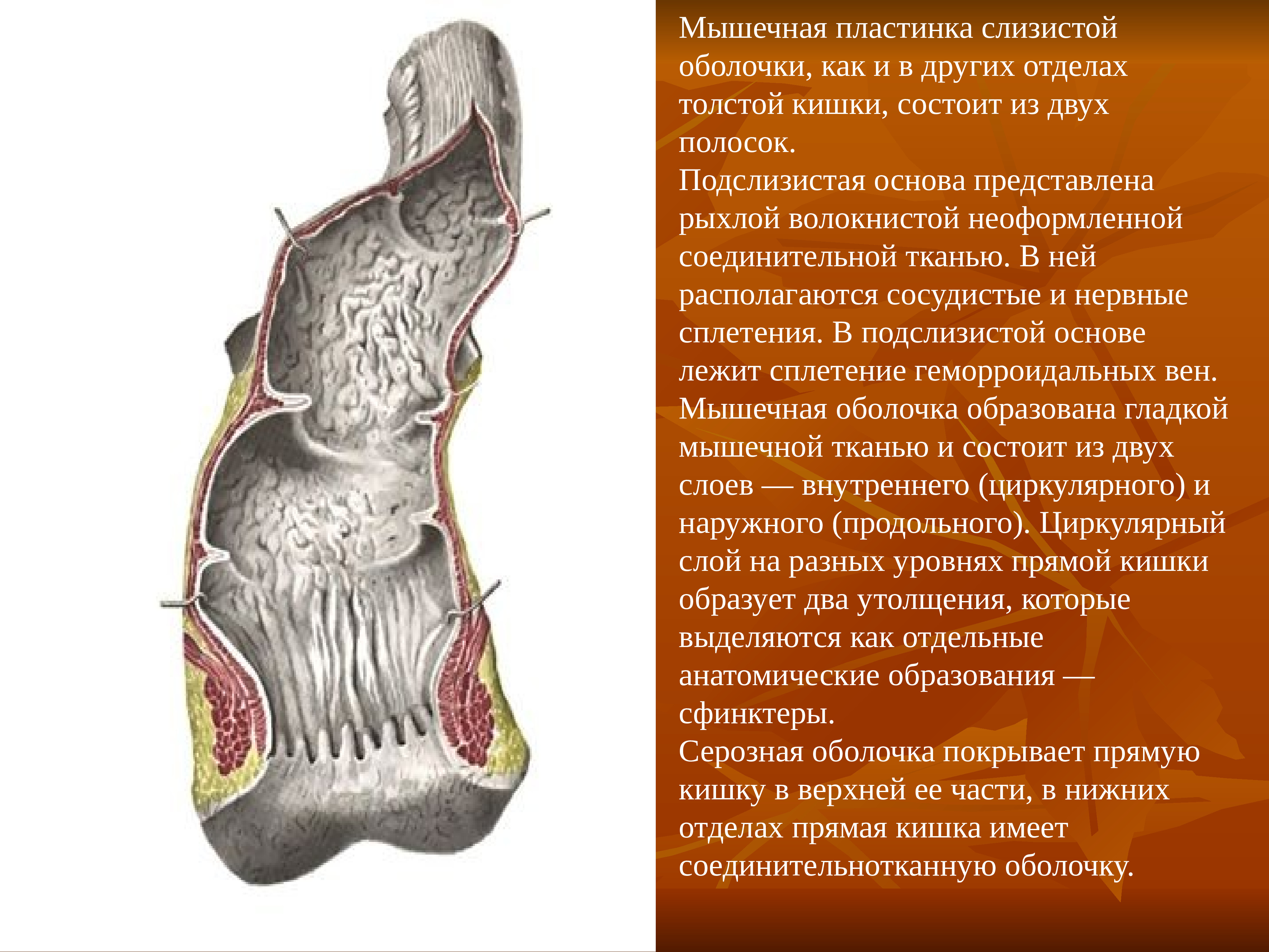 Пластинка слизистой. Мышечная пластинка слизистой кишки. Мышечная пластинка слизистой оболочки кишечника. Мвшечная пластика соищистой оболочк. Мышечная пластинка слизистой толстой кишки.