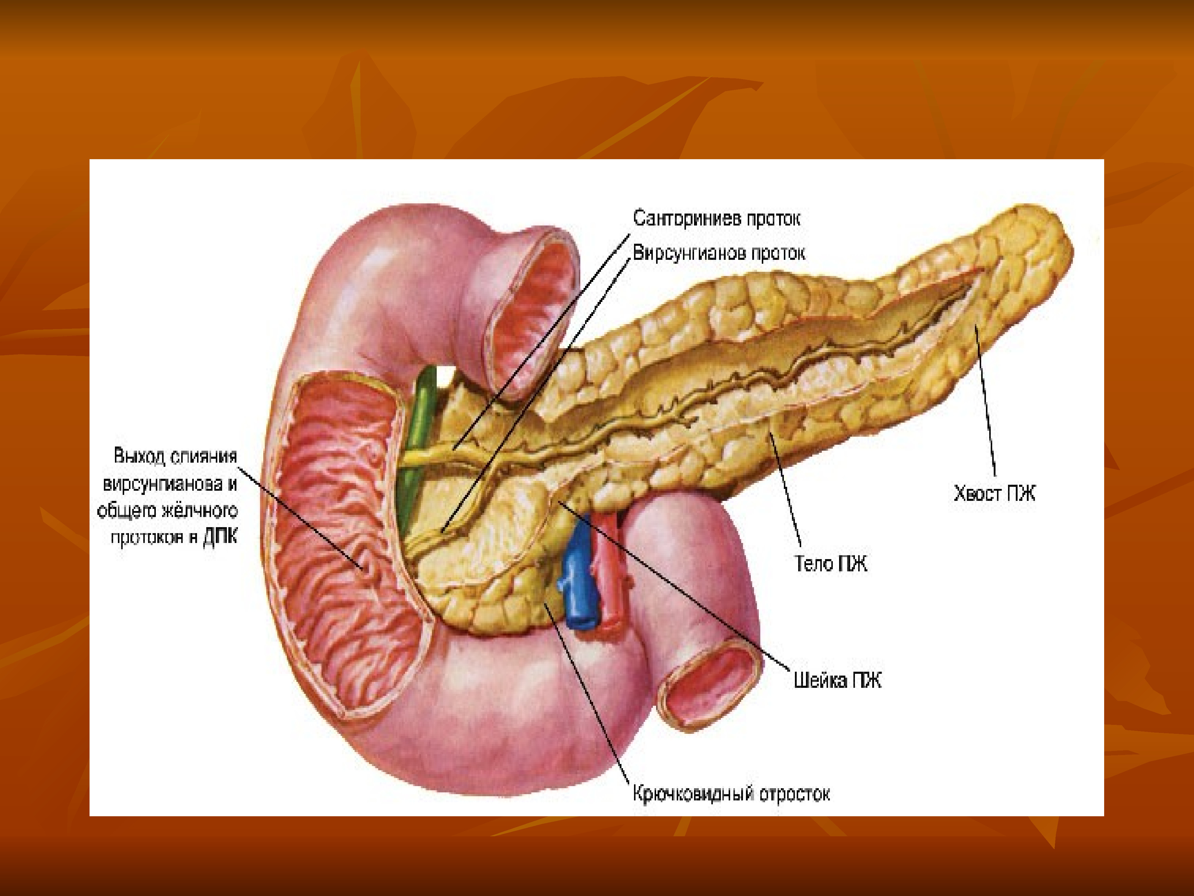 Пищеварительная система печень поджелудочная железа