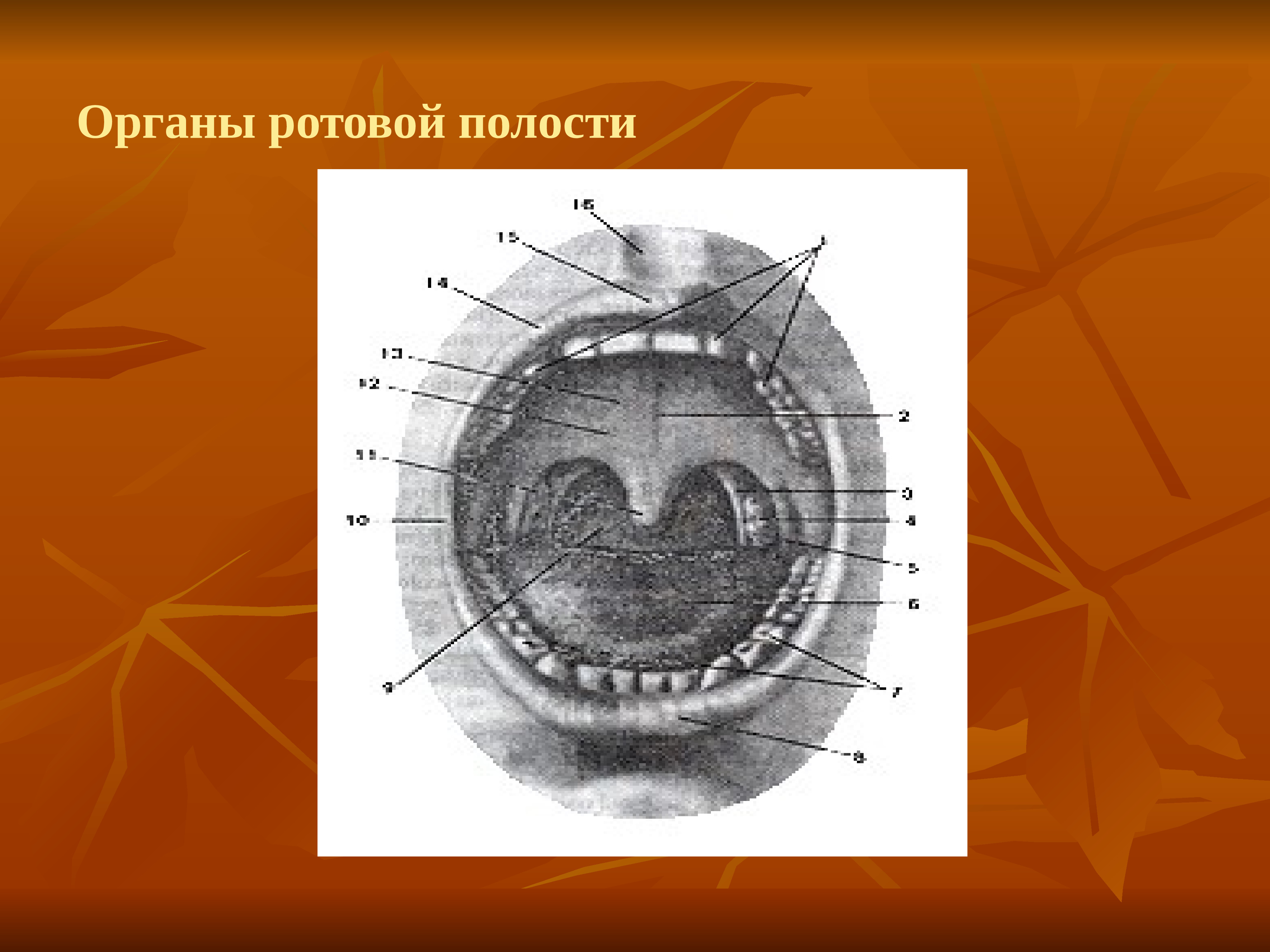 Органы ротовой полости. Ротовые органы. Ротовая полость ограничена спереди. Орган в ротовой полости 13 букв.