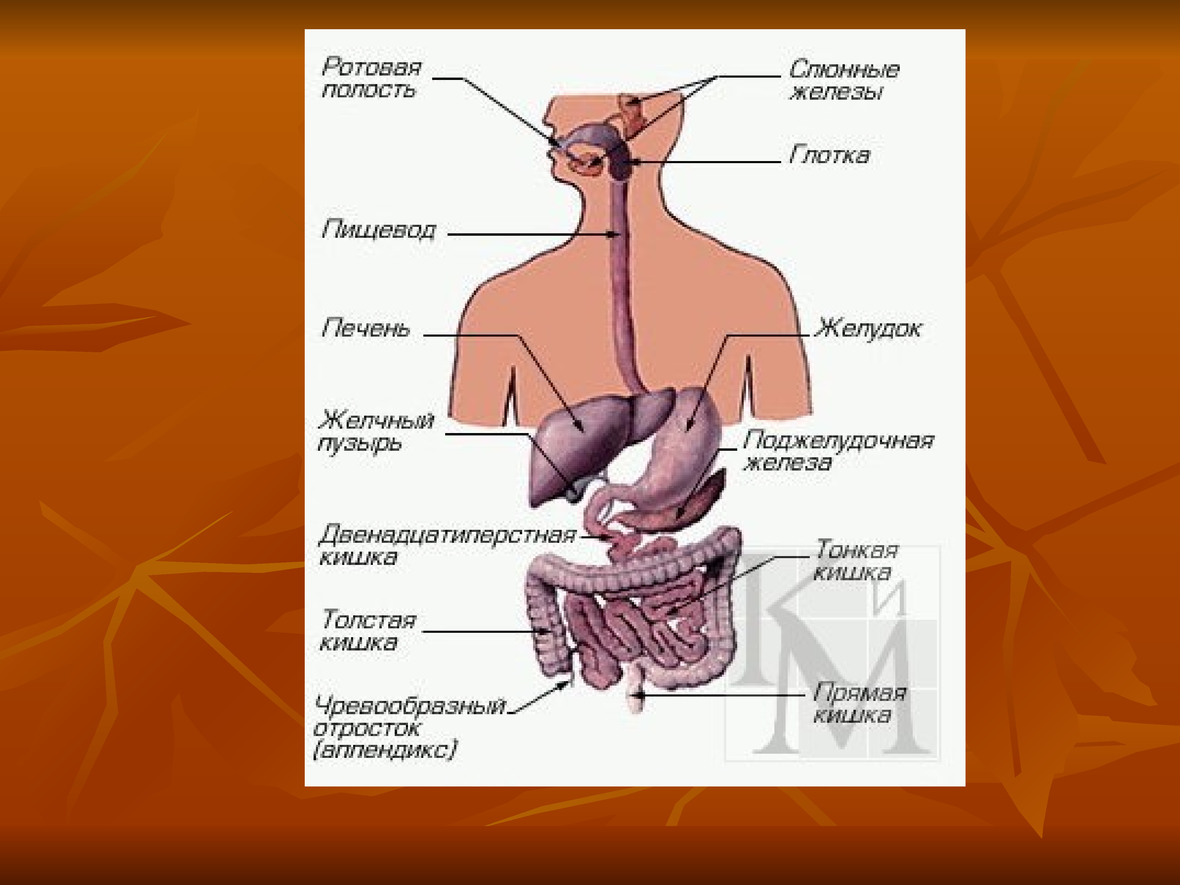 Какие три слоя различают в стенке пищеварительного тракта