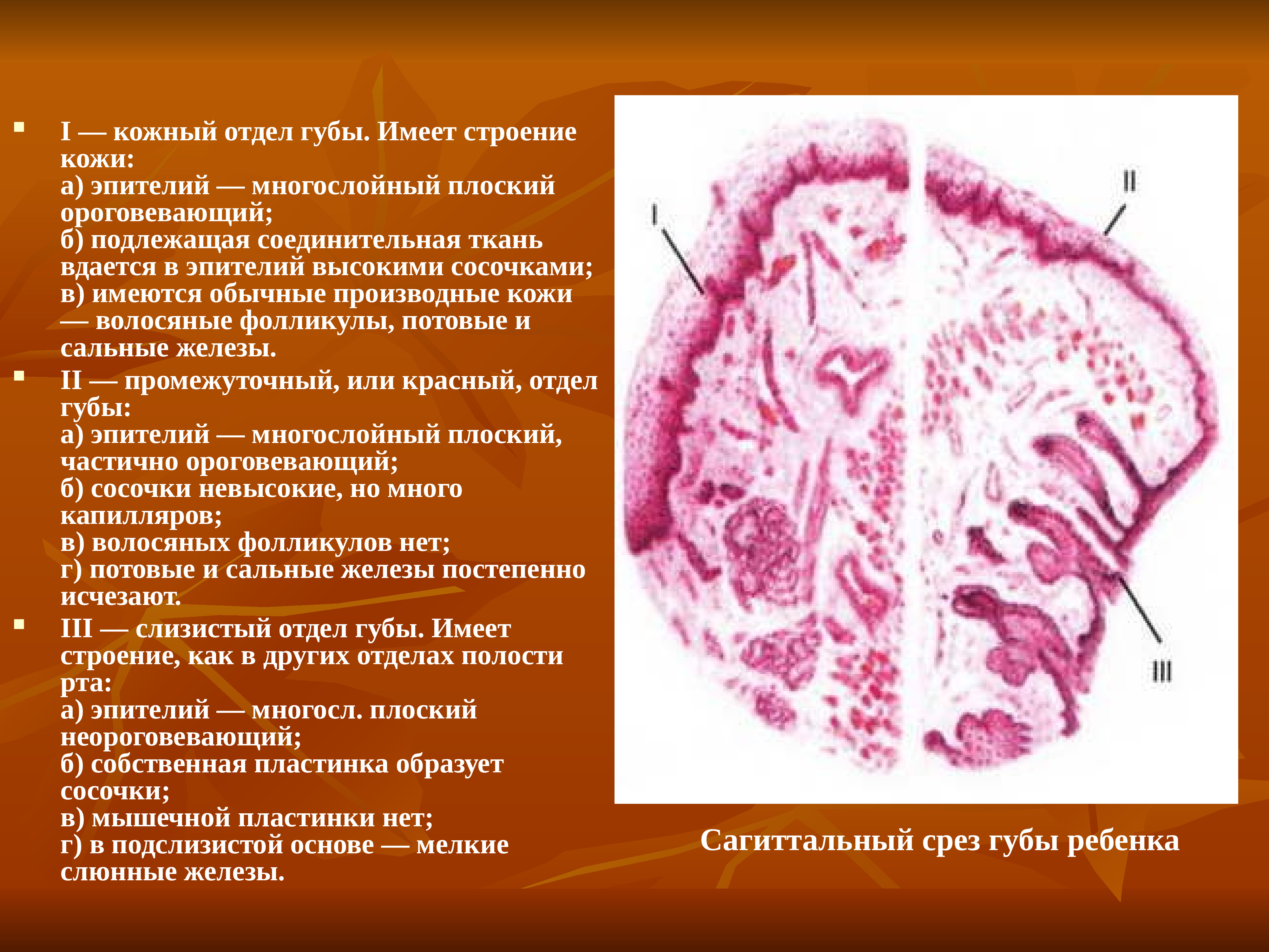 Строение губы гистология