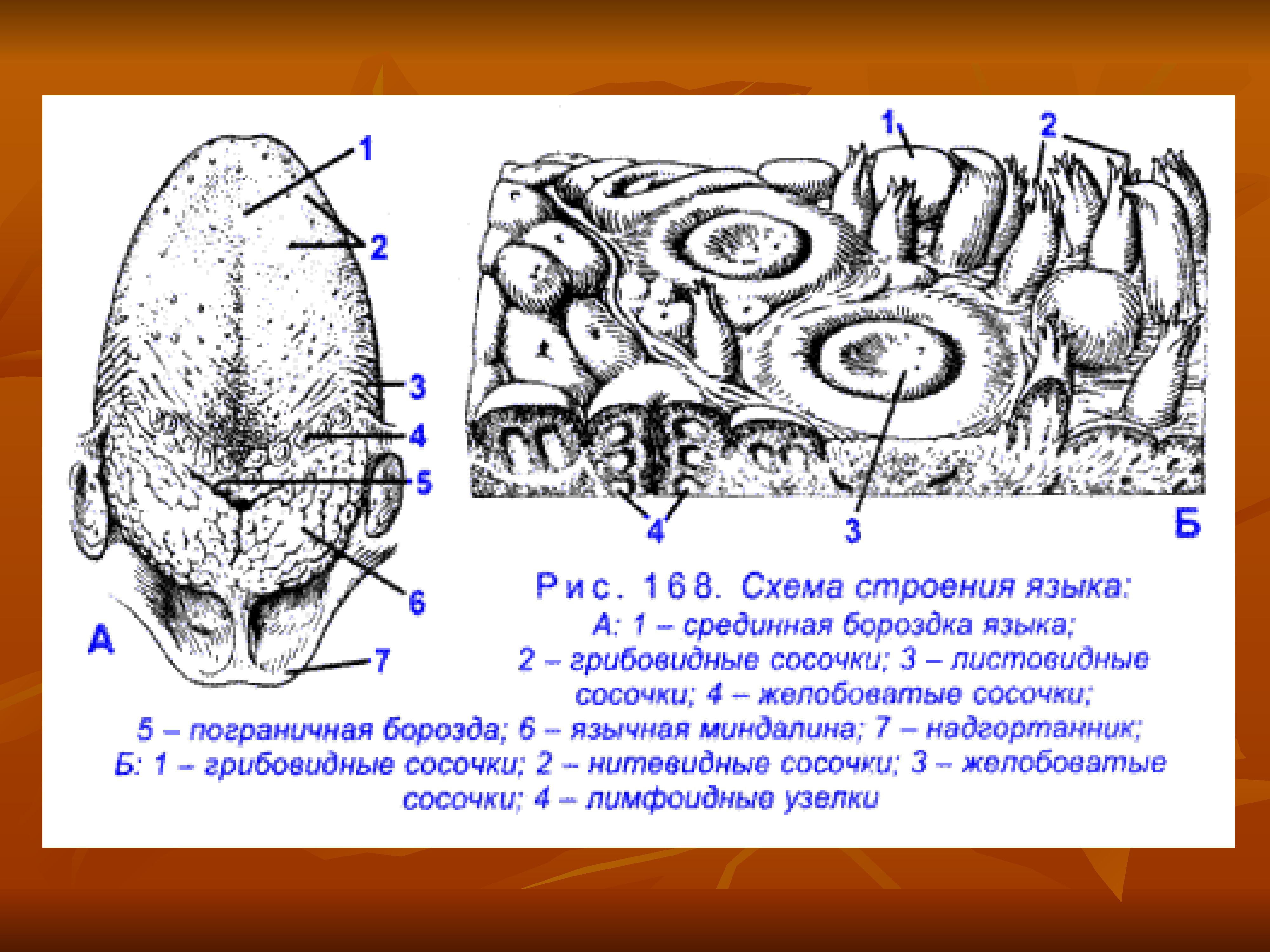 Срединная борозда языка. Структуры языка анатомия.