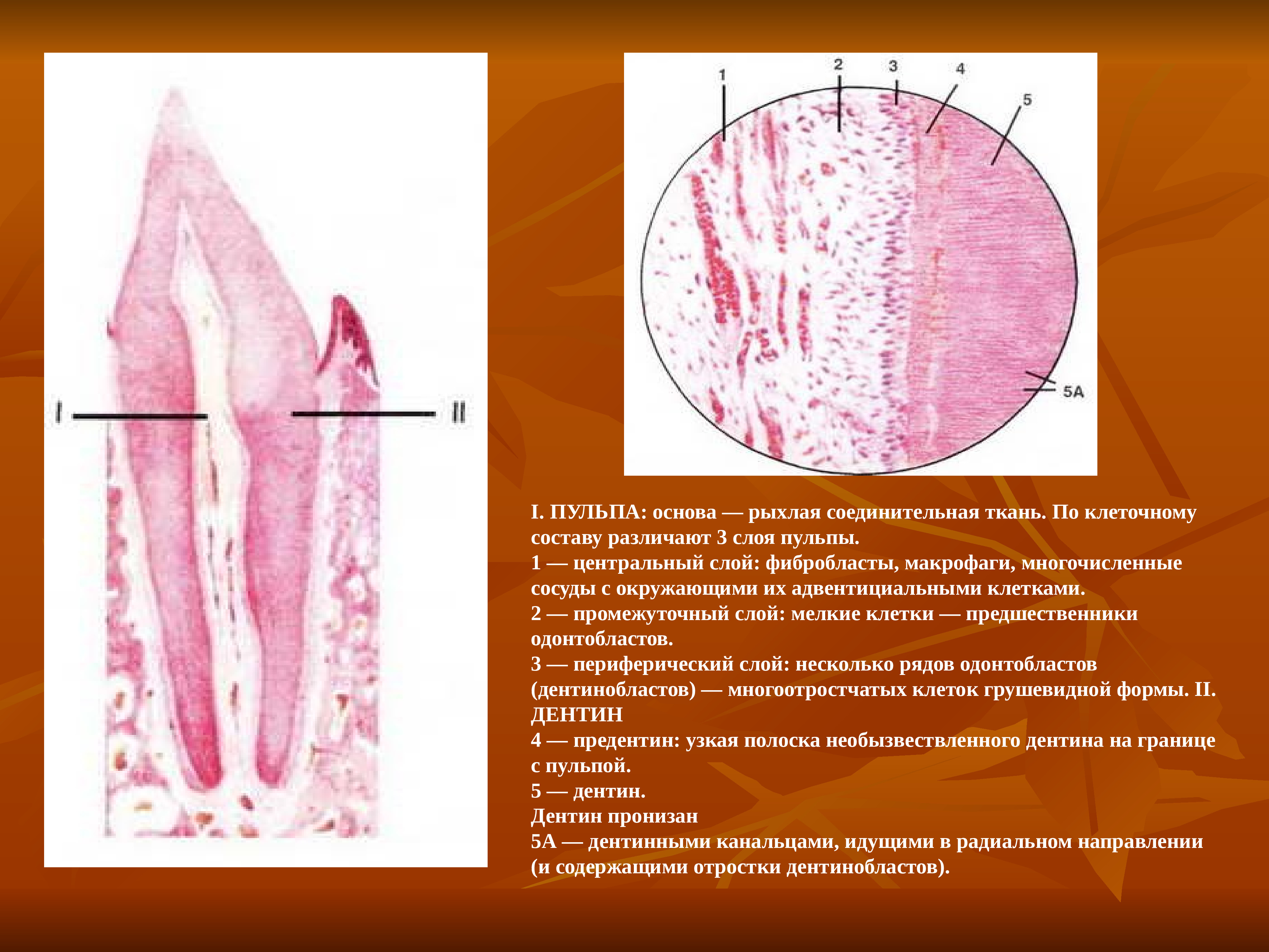 Пульпа состоит. Функции пульпы зуба гистология. Строение пульпы зуба гистология. Химический состав пульпы. Пульпа зуба строение зуба.