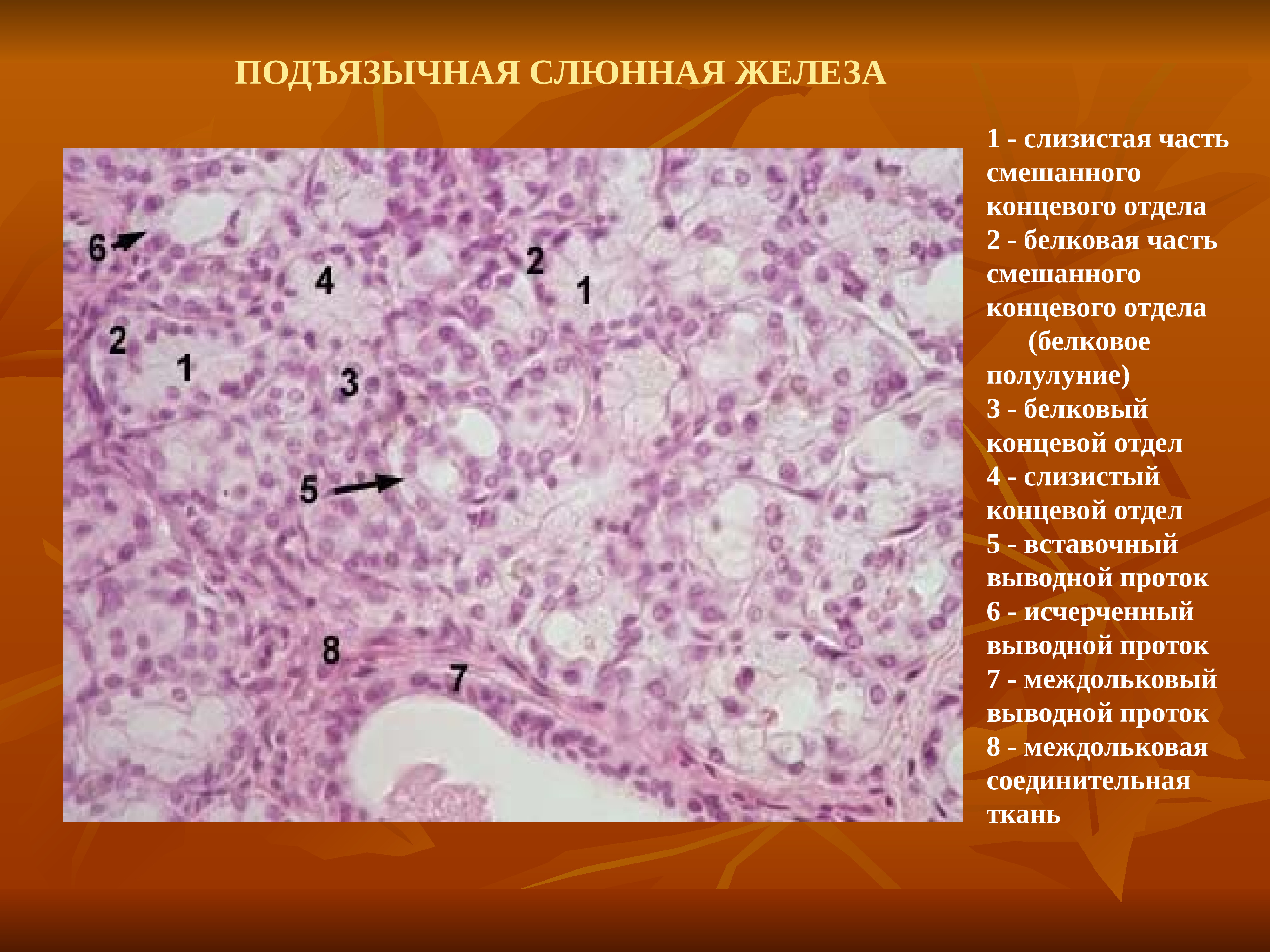 Отдел слизистый. Подъязычная железа гистология препарат. Концевой отдел околоушной железы гистология. Выводной проток подъязычной железы. Смешанные концевые отделы слюнных желез.