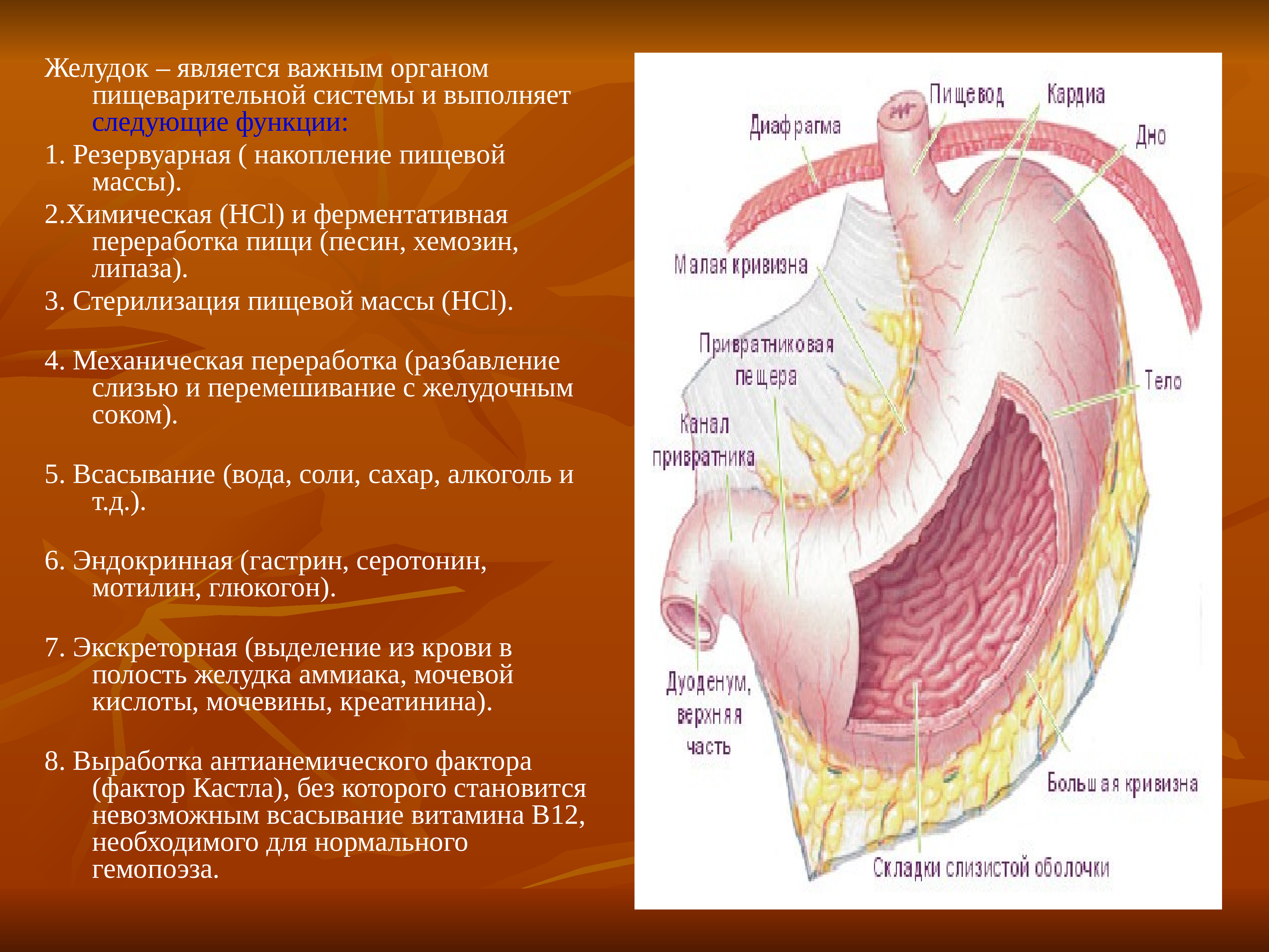 Желудок является. Фактор Кастла желудка. Функции желудка.