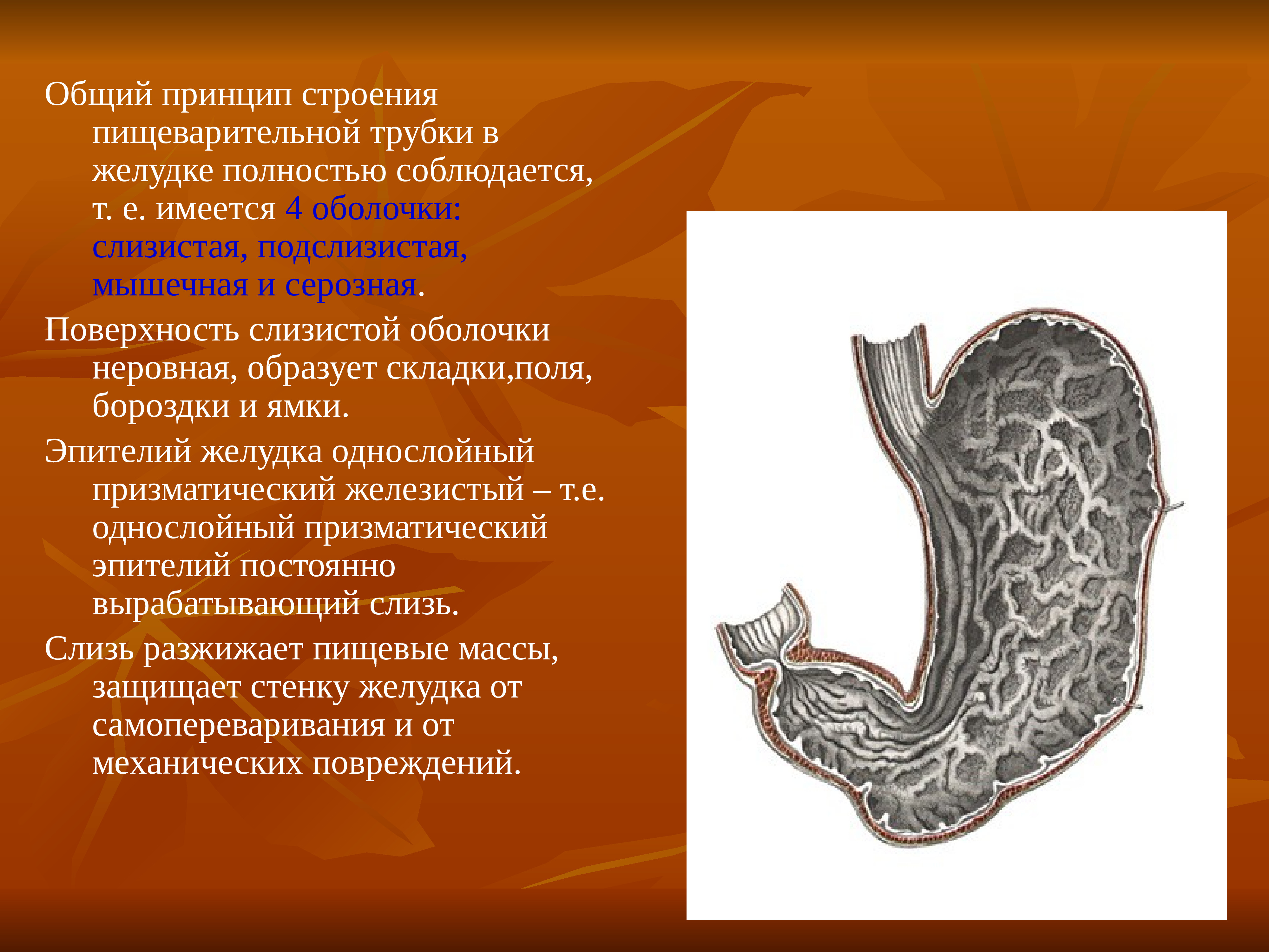 Общий план строения пищеварительной трубки