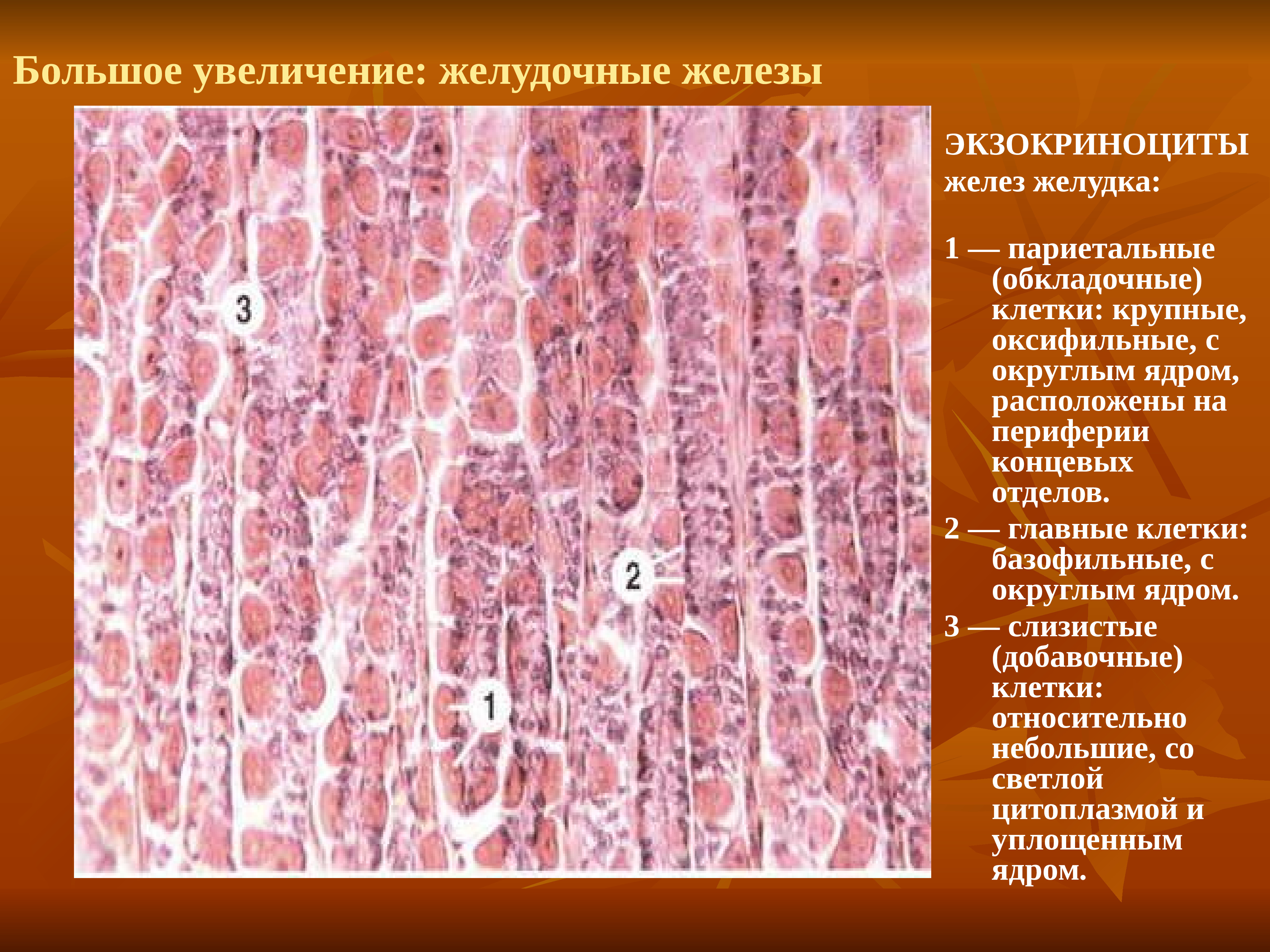 Клетки пищеварительных желез. Главные экзокриноциты желудка гистология. Париетальные клетки слизистой оболочки желудка секретируют. Париетальный экзокриноцит железы желудка. Главные клетки желез желудка гистология.