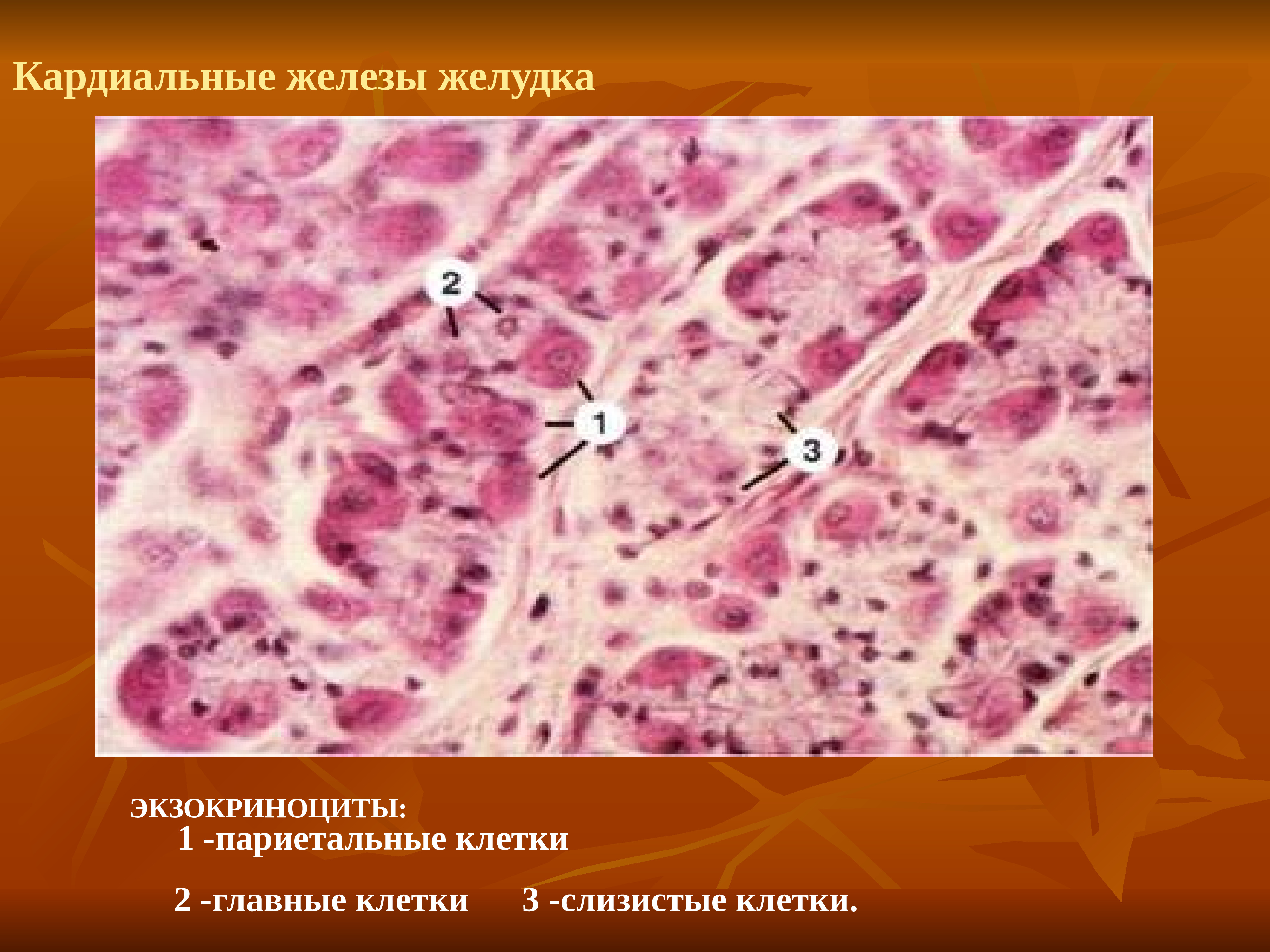 Главные клетки. Париетальные экзокриноциты. Кардинальные железы желудка клетки. Главный экзокриноцит железы желудка. Париетальные экзокриноциты желез желудка.