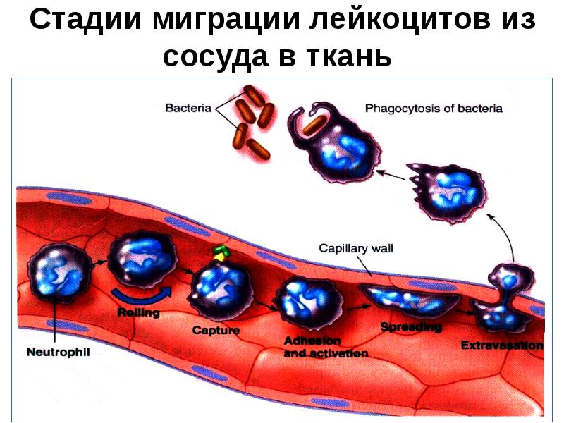 Путь прохождения эритроцитов через стенки капилляров и венул