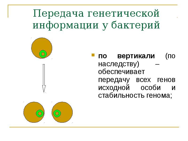 Передача генетической информации. Передача генетической информации у бактерий. Носителями генетической информации у бактерий являются. Носители генетической информации у бактерий. Генетическая информация бактерий.