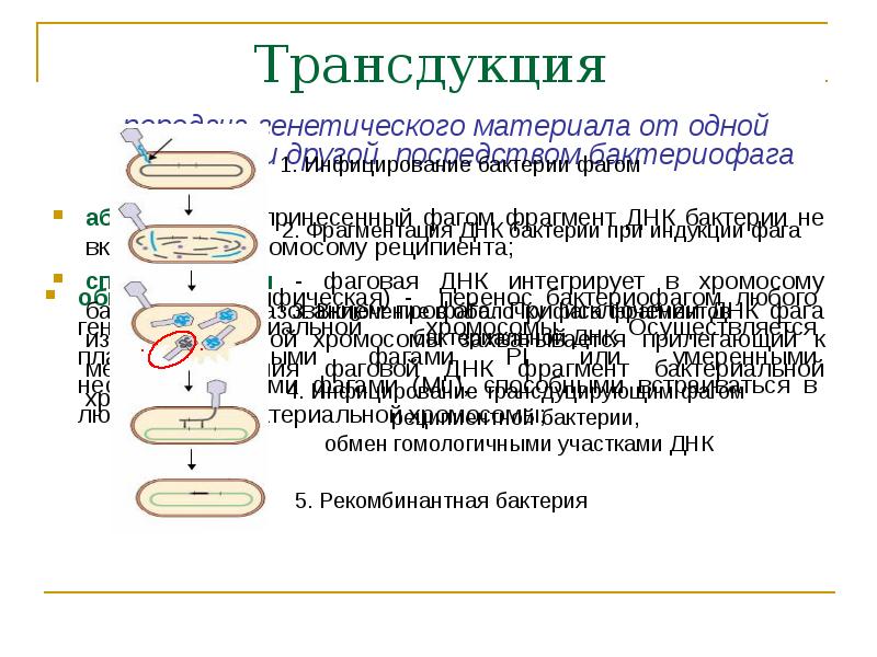 Кто считается открывателем принцип передачи генетической информации изображенного на рисунке огэ