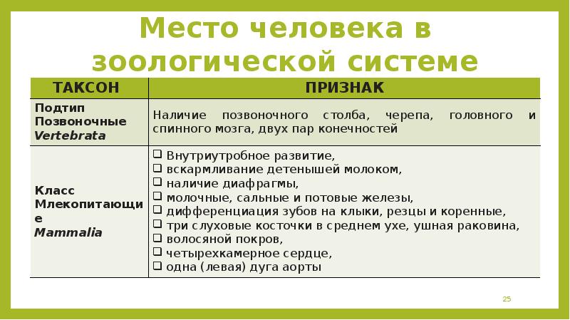 Формирование представлений об эволюции человека место человека в зоологической системе презентация