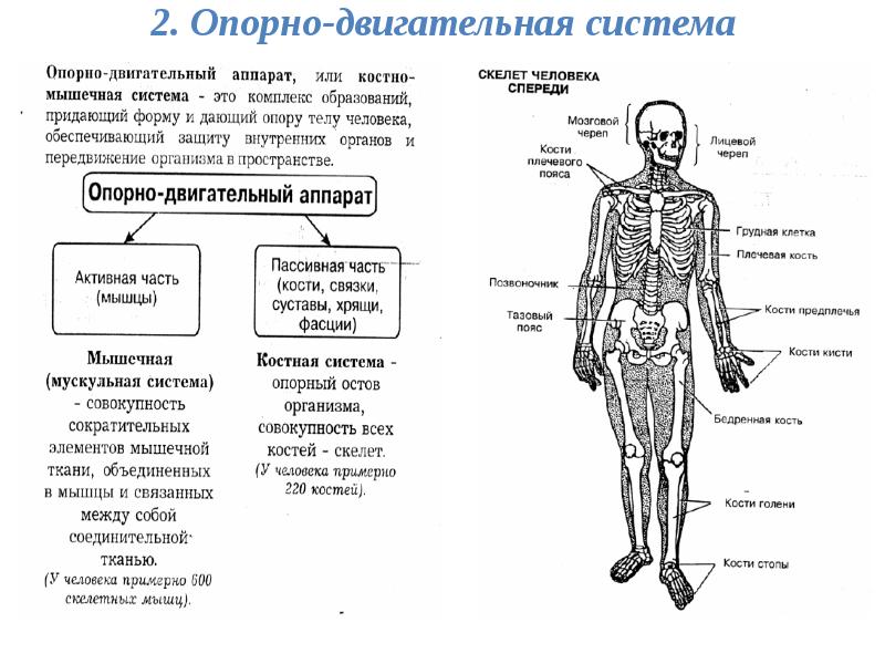 Анатомия подготовка к огэ презентация