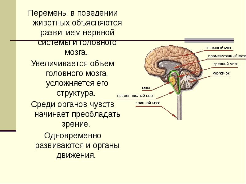 Объем головного мозга наибольшее. Промежуточный мозг у млекопитающих. Объем головного мозга. Строение концевого мозга животных. Нервная система обезьян.