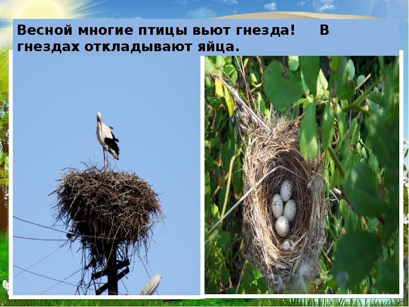 В какой праздник птица гнезда не вьет. Птицы вьют гнезда весной. Какие птицы вьют гнезда. Птица строит гнездо. Какие птицы строят гнезда.