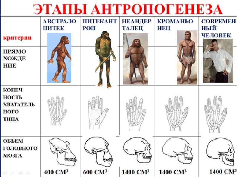 Схема эволюции приматов дробышевский