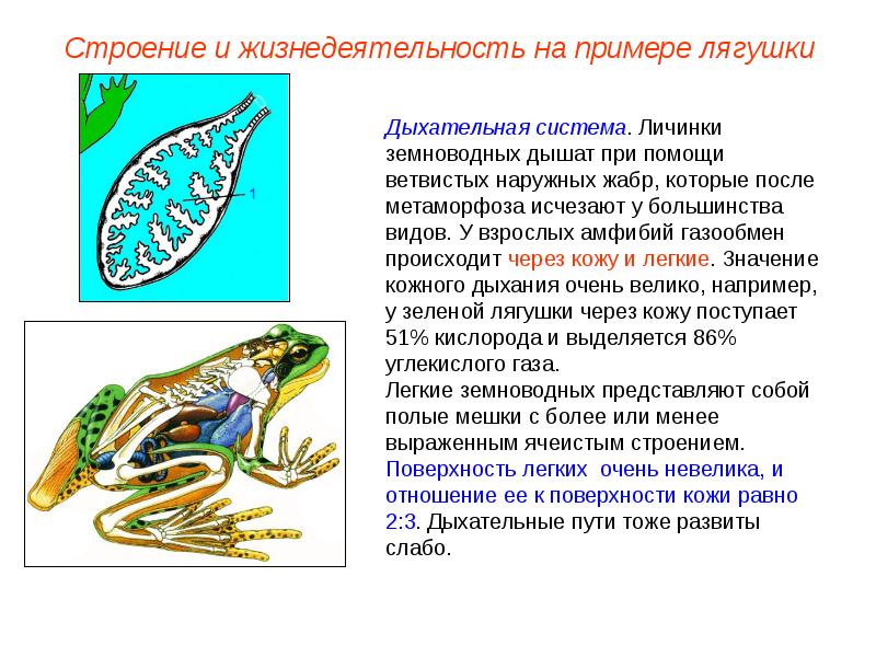 Земноводные презентация пименов