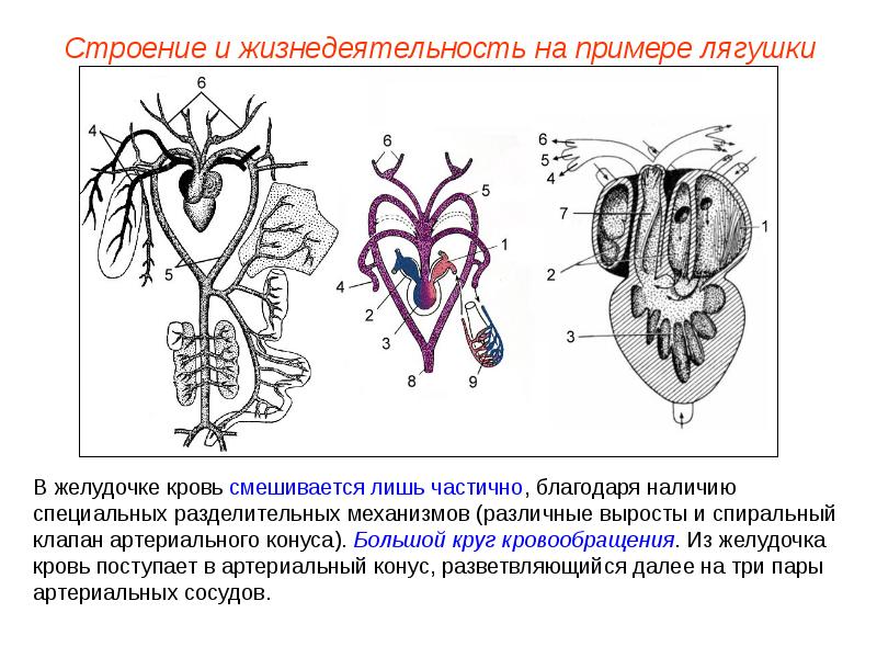 Сердце земноводных схема