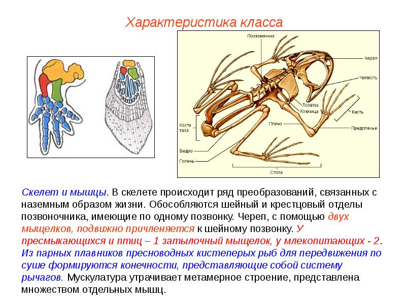 Земноводные презентация пименов