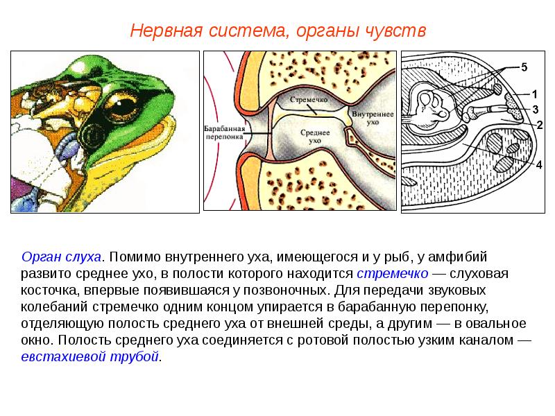 Схема строения глаза земноводных