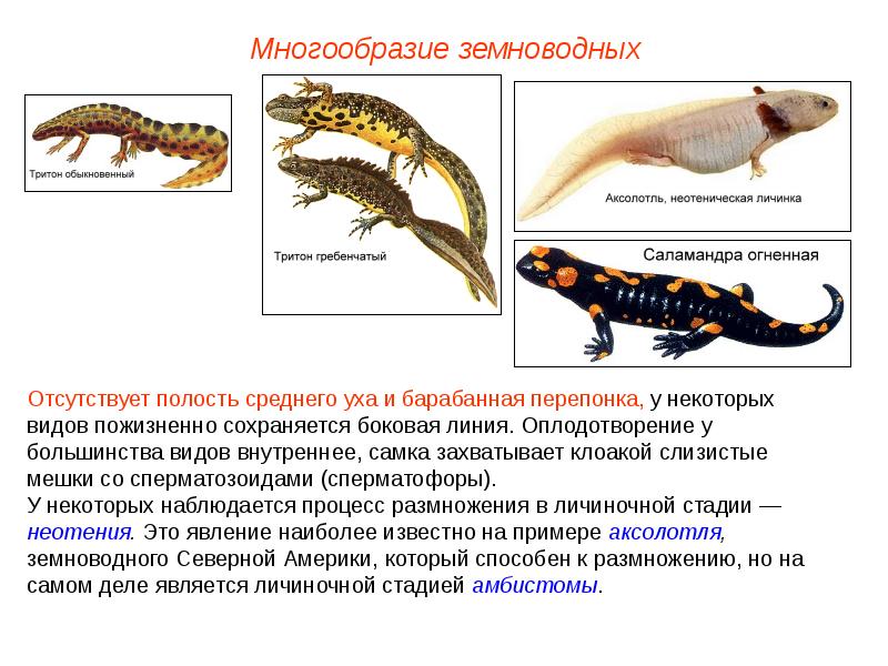 Какой тип питания характерен для гребенчатого тритона изображенного на рисунке