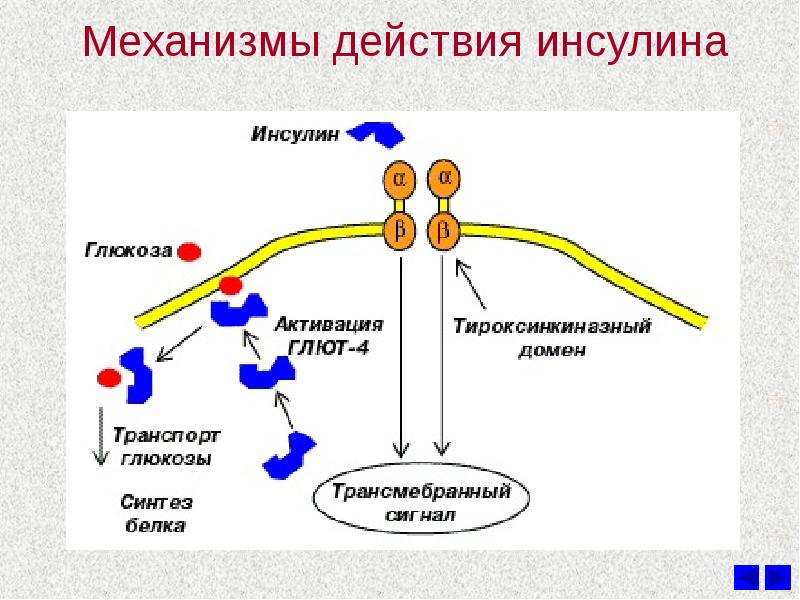 Гормон инсулин презентация