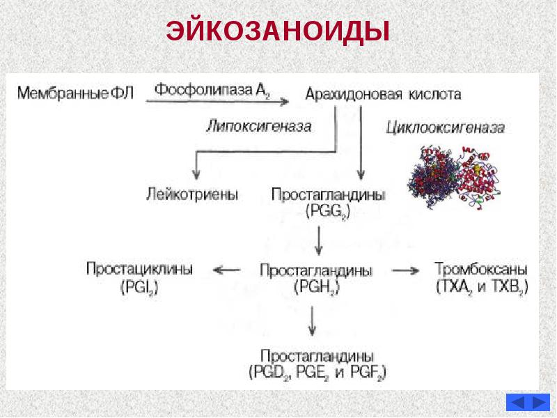 Тиреоидные гормоны презентация