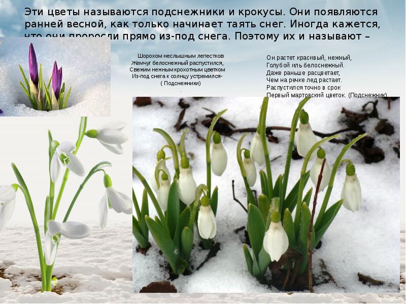 В каком месяце появляются подснежники. Подснежники название. Весной появляются подснежники. Как называется цветок Подснежник. Весной из под снега появляются цветы.