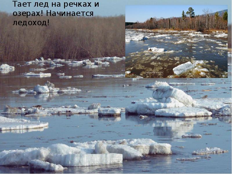 Река тает. Тает лед на реке. Тает лед весной. Таяние льда на реке весной.