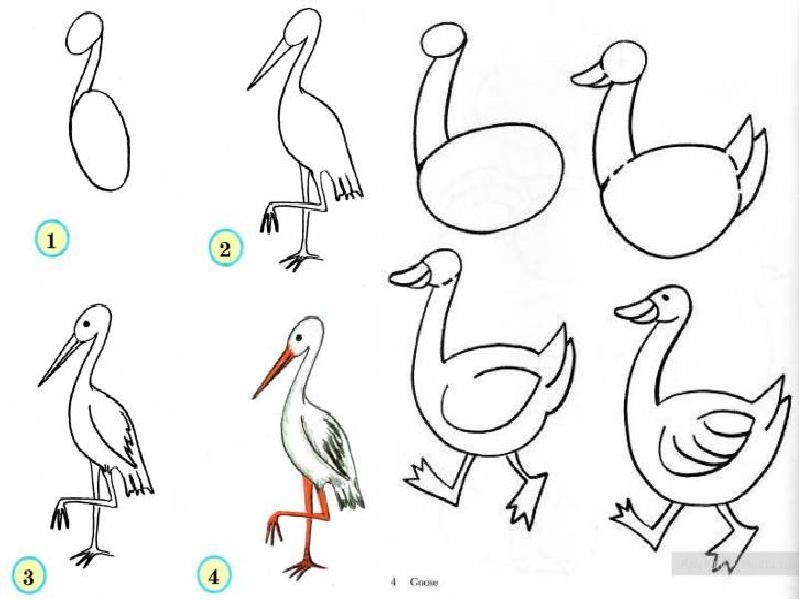 Поэтапное рисование птицы 2 класс презентация