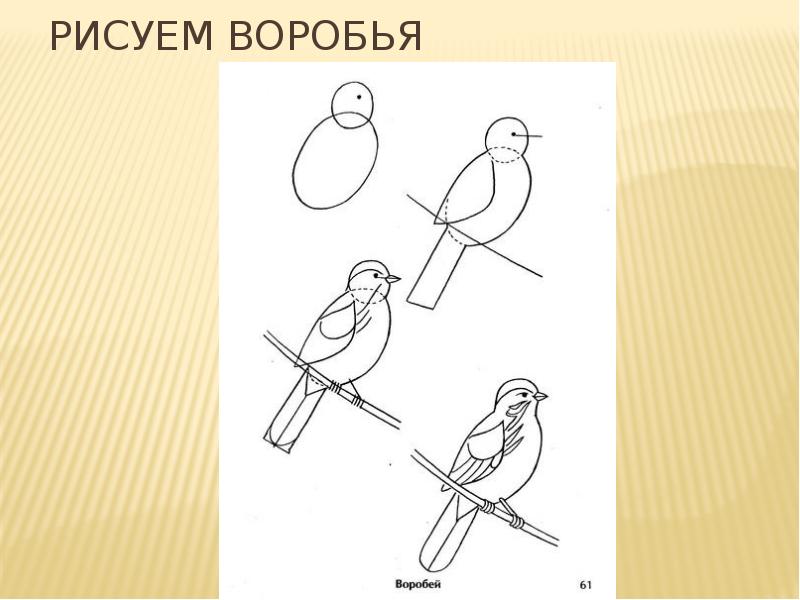 Нарисовать воробьев. Нарисовать воробья. Поэтапное рисование воробья. Этапы рисования воробья. Воробей поэтапно карандашом.