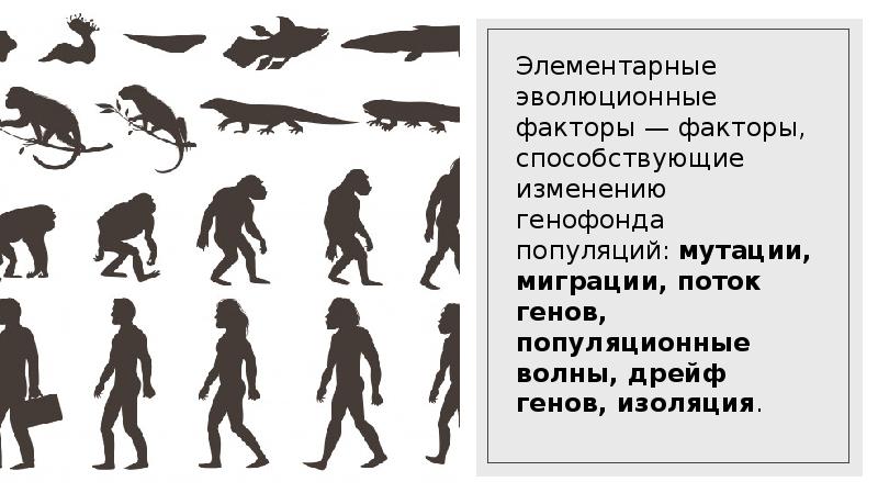 Основные оправдания эволюции. Процессы макроэволюции. Факторы и направления эволюции. Эволюция это медленное. Активно эволюционный.