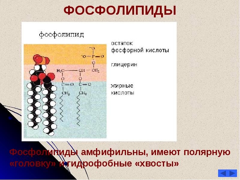 Холестерин жирные кислоты. Фосфолипиды. Регуляция биосинтеза жирных кислот. Жирные кислоты фосфолипидов. Фосфолипиды для волос.