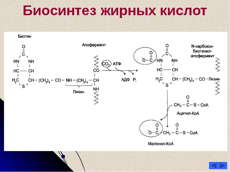 Биосинтез жирных кислот схема