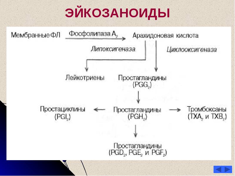 Схема синтеза эйкозаноидов