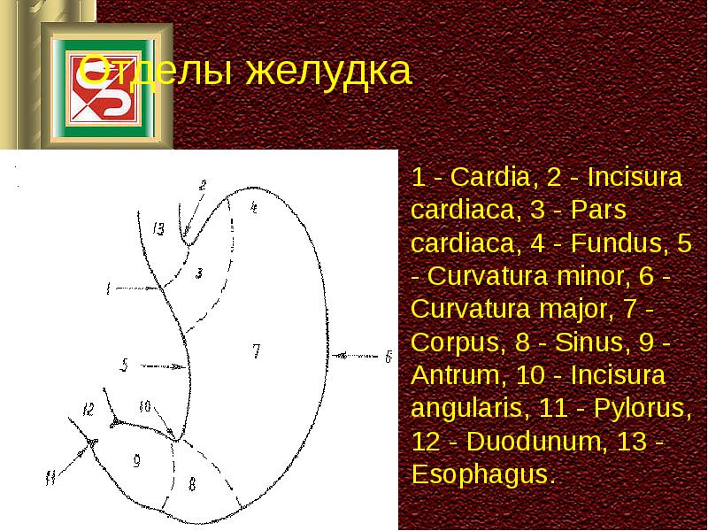 Рак жкт презентация