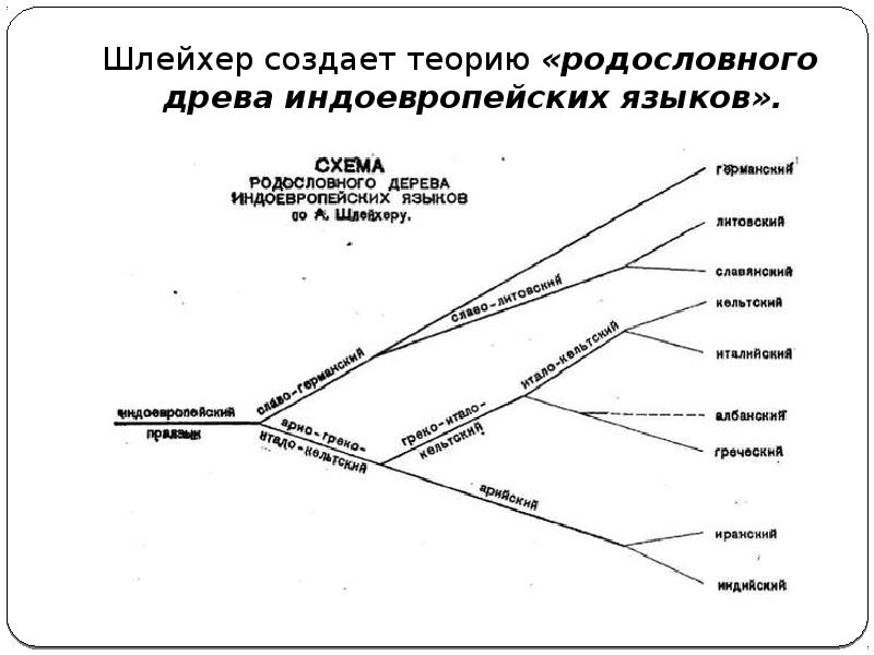 Август шлейхер презентация