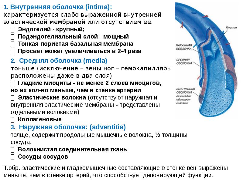 Стенка вен более тонкая схема