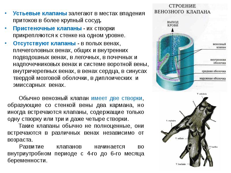 Внутренние стенки имеют клапаны