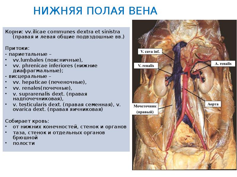 Брюшная аорта таблица